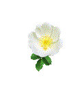 White Rose